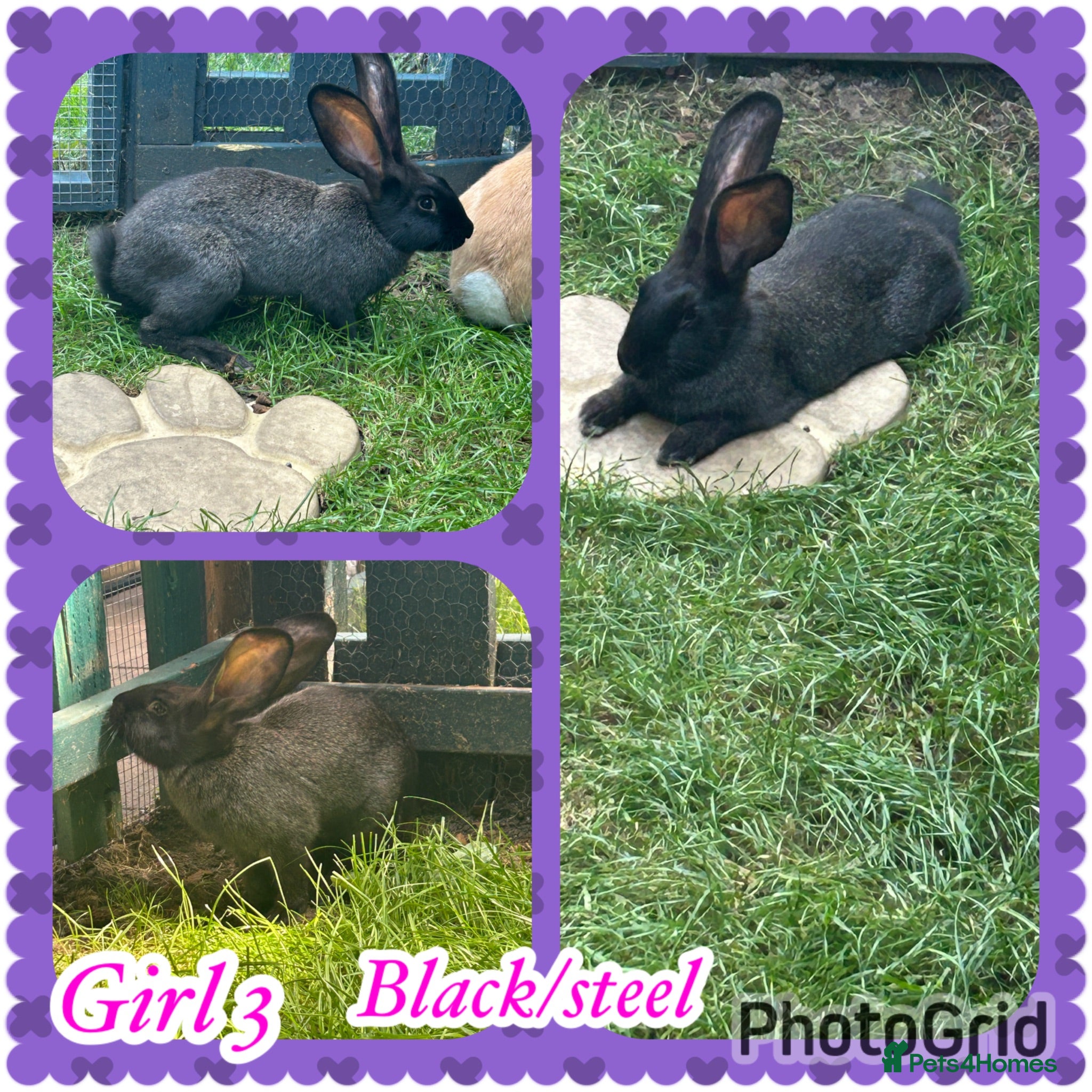 Continental Giant rabbits Continental giant baby girl left - Advert 2