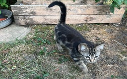 Mixed Breed cats for sale: 2 beautiful kittens looking for a new home - Image 5