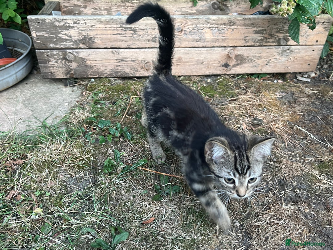 Mixed Breed cats for sale: 2 beautiful kittens looking for a new home - Image 5