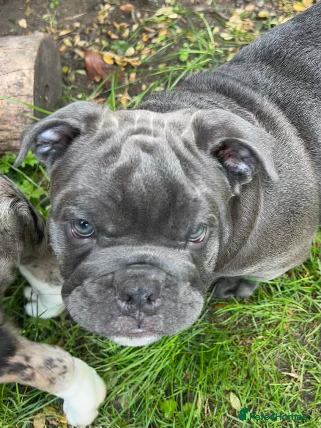 English Bulldog dogs for sale: Here come the Girls - Image 9