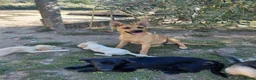 Mixed Breed dogs for adoption: 🐾💜 SALMA – A Gentle Girl for a Loving Home 💜🐾 - Advert 2