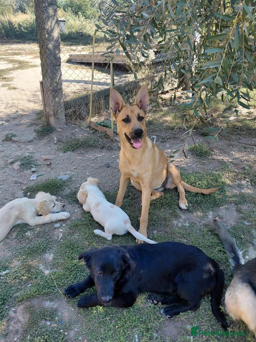 Mixed Breed dogs for adoption: 🐾💜 SALMA – A Gentle Girl for a Loving Home 💜🐾 - Advert 2