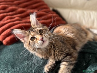 Maine Coon cats - Advert 34