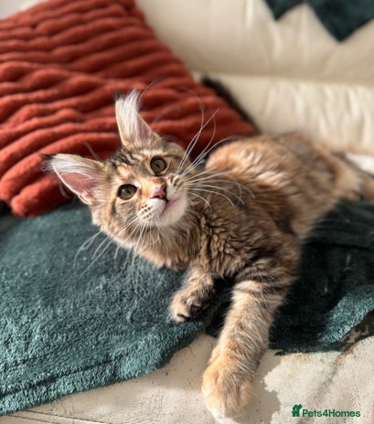 Maine Coon cats - Advert 2