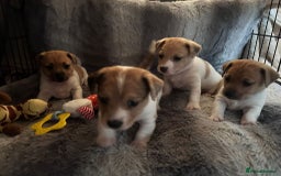Jack Russell dogs for sale: Beautiful litter of Jack Russels  - Image 2