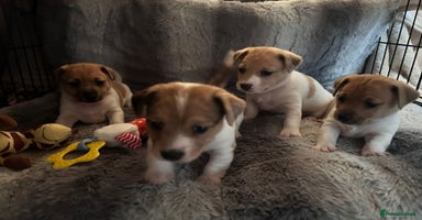 Jack Russell dogs - Advert 5