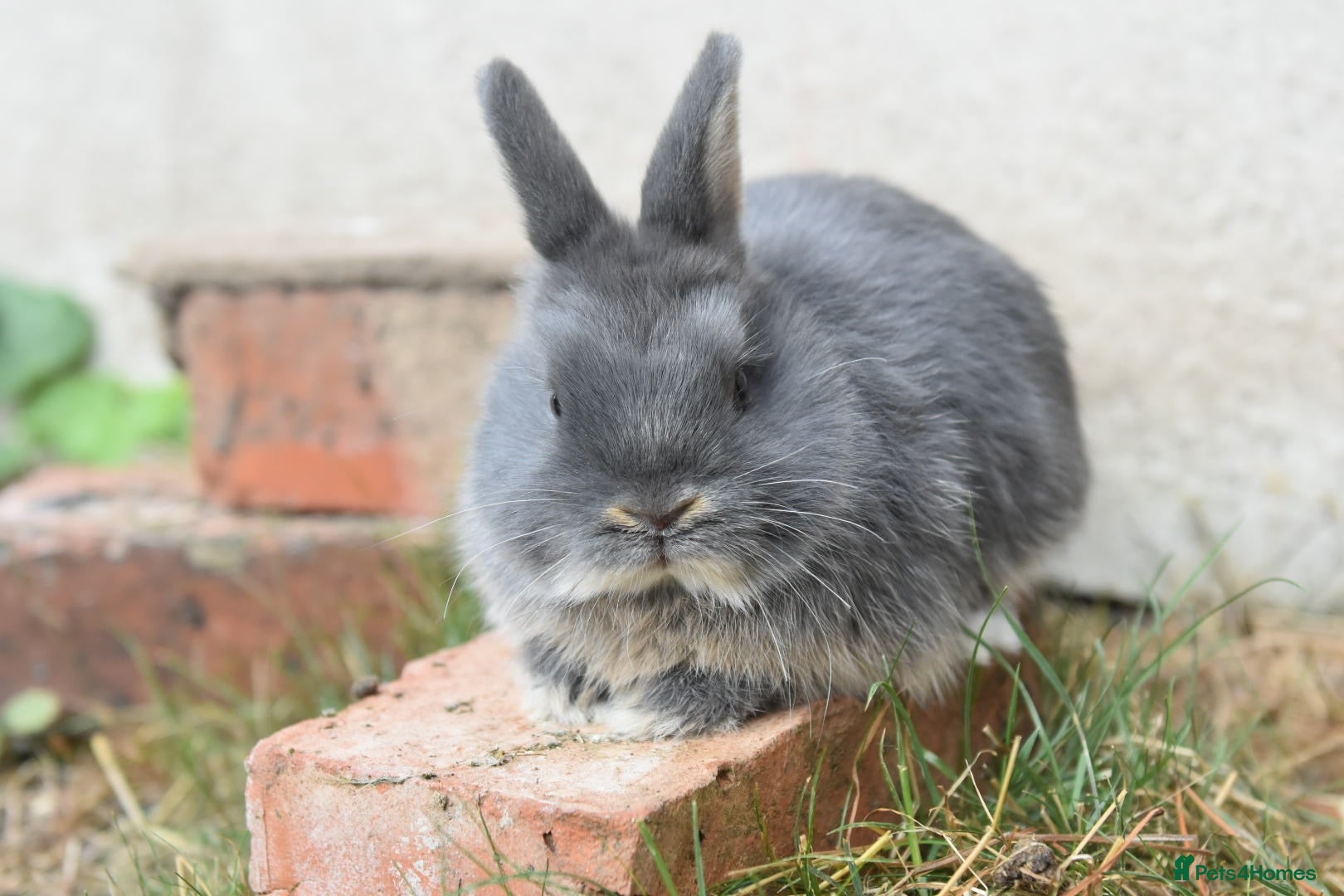 Lionhead rabbits ⭐️ Baby Netherland looking for new home ⭐️ - Advert 2
