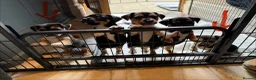 Jack Russell dogs for sale: Black & Tan Jack Russel pups - Advert 5