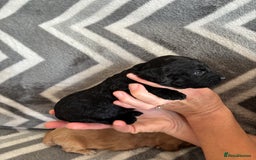 Cockapoo dogs for sale: Cockapoo puppys - Image 20