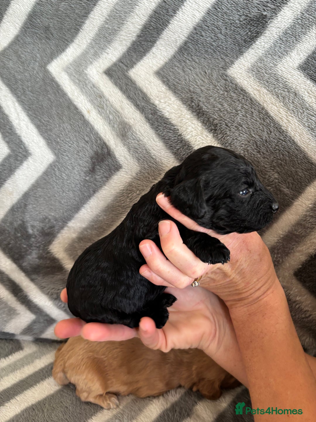 Cockapoo dogs for sale: Cockapoo puppys - Image 20