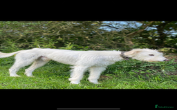 Lurcher dogs for sale: Beautiful lurcher puppies  - Advert 12