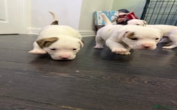 American Bulldog dogs for sale: Ready in 2 weeksbeautiful American bulldog puppies - Image 11