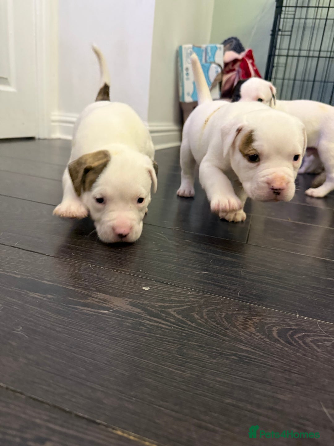 American Bulldog dogs for sale: Ready in 2 weeksbeautiful American bulldog puppies - Image 11