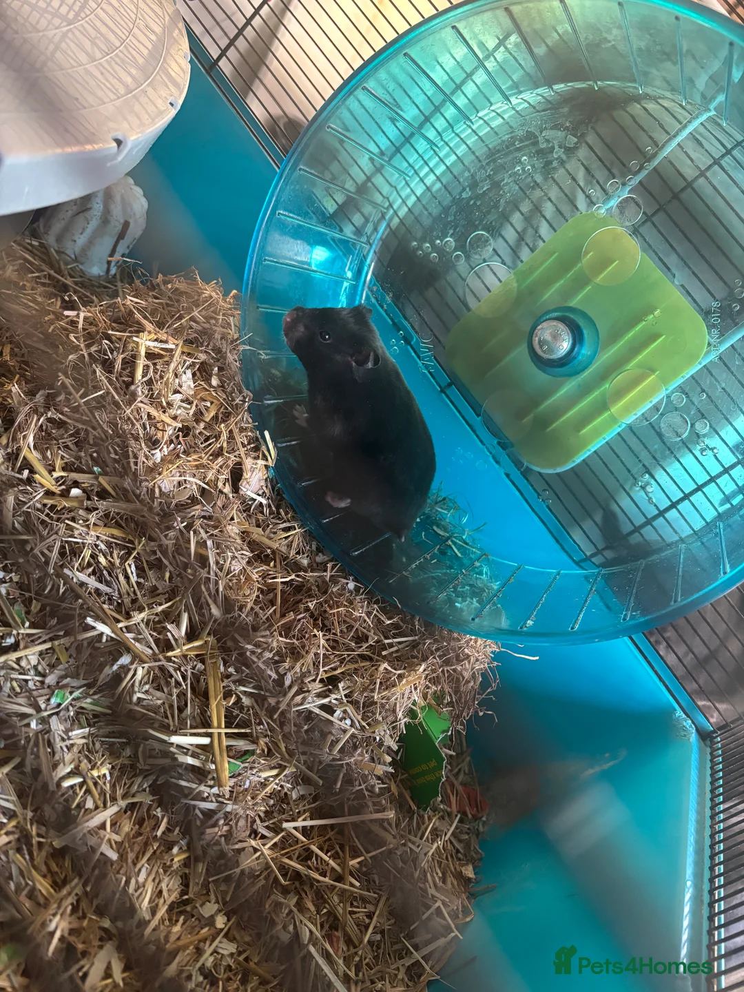 Guinea Pig rodents for sale: hamster  - Advert 1