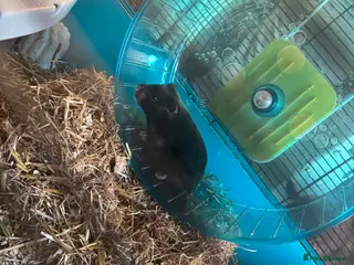 Guinea Pig rodents hamster - Advert 15