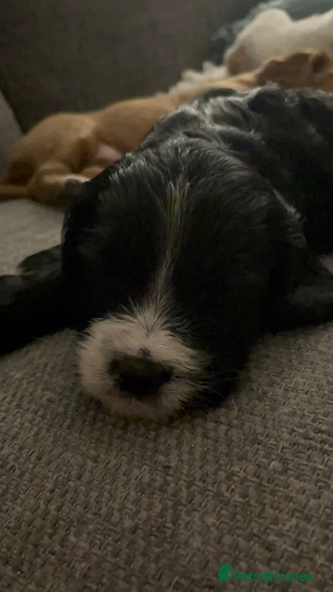Mixed Breed dogs for sale: Beautiful Cavapoo x sprocker spaniel puppies - Advert 10