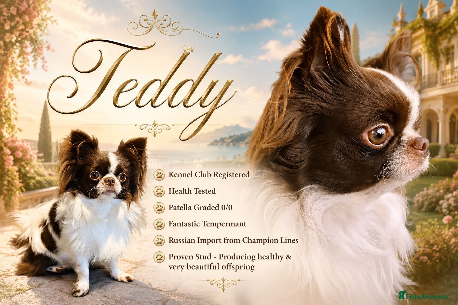 Chihuahua dogs KC reg-Heath Tested-Proven Stud - Advert 8