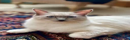 Ragdoll cats for sale: Beautiful female ragdoll  - Advert 3