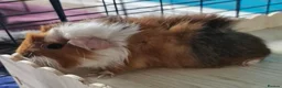 Guinea Pig rodents for sale: Beautiful funky guinea pigs - Advert 12