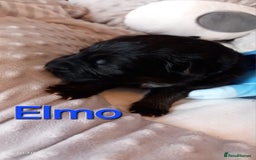 German Shepherd dogs for sale: Excellent Long-Haired German Shepherd Puppies-KC - Image 10