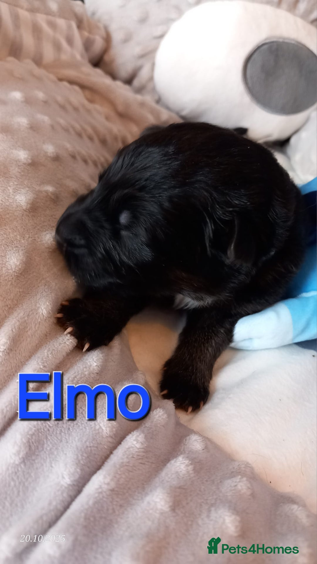 German Shepherd dogs for sale: Excellent Long-Haired German Shepherd Puppies-KC - Image 10