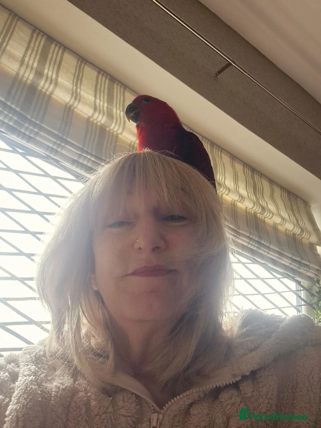 Parrots birds for sale: Eclectus parrot female 8 months old nearly in Preston - Advert 16
