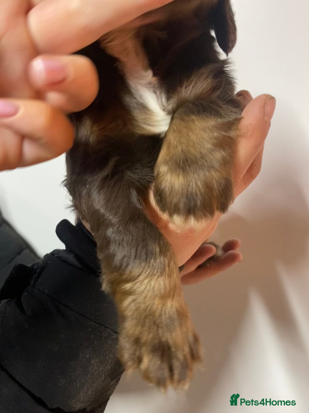 Cocker Spaniel dogs for sale: Beautifully coloured cocker spaniel puppys forsale - Advert 7