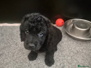 Labradoodle dogs Stunning mini labradoodles! in Littlehampton - Advert 7