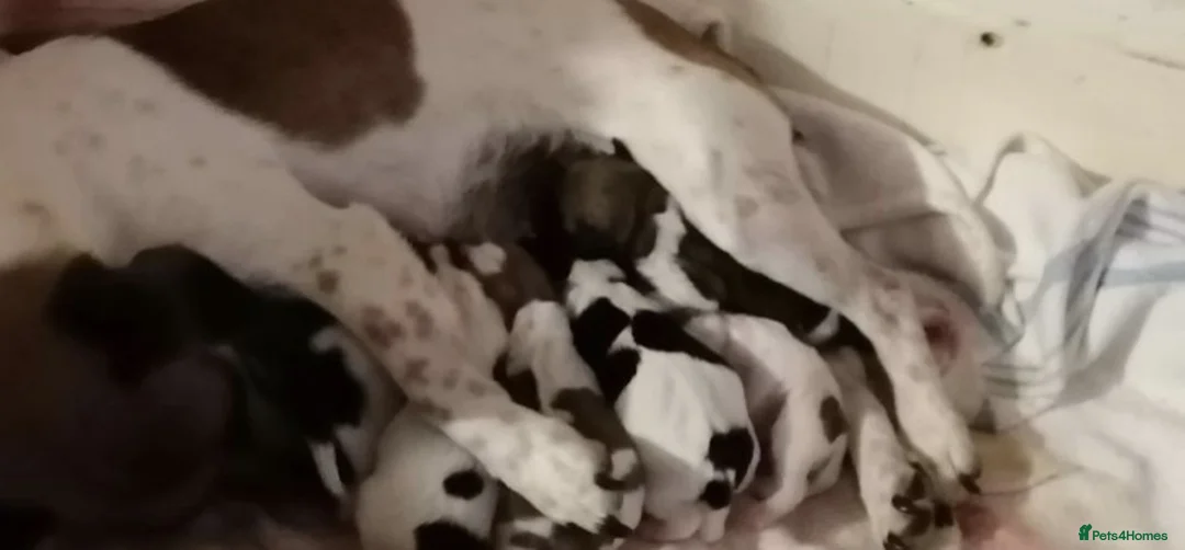 Jack Russell dogs for stud: Proven miniature Jack Russell stud in Winkleigh - Advert 6