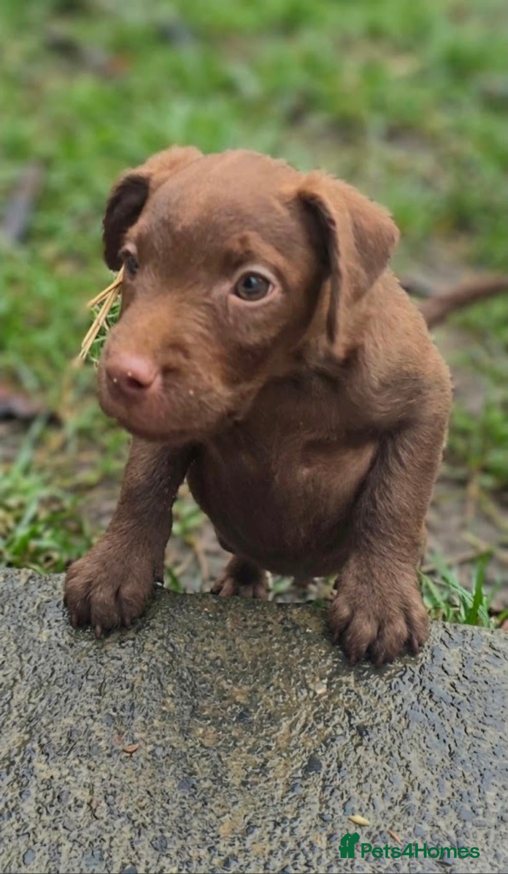 Patterdale Terrier dogs for sale: * 1 * female Choc Patterdale Terrier - Advert 1
