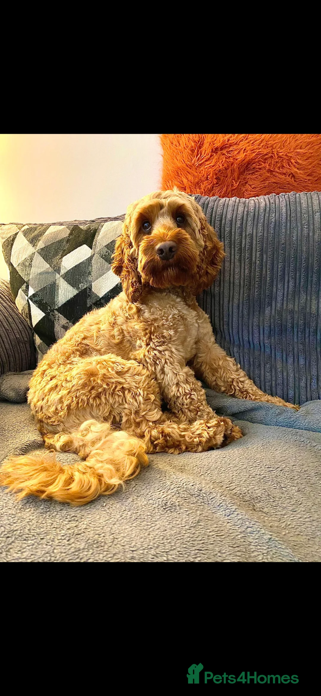 Cockapoo dogs for sale: Male Cockapoo - Advert 1