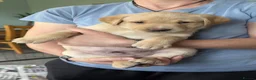 Labrador Retriever dogs for sale: Fox Red/Yellow working line Labrador puppies - Advert 15