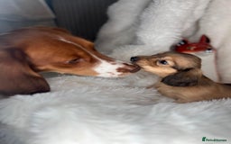 Dachshund dogs for sale: Cream (shaded) long haired dachshunds  - Image 12