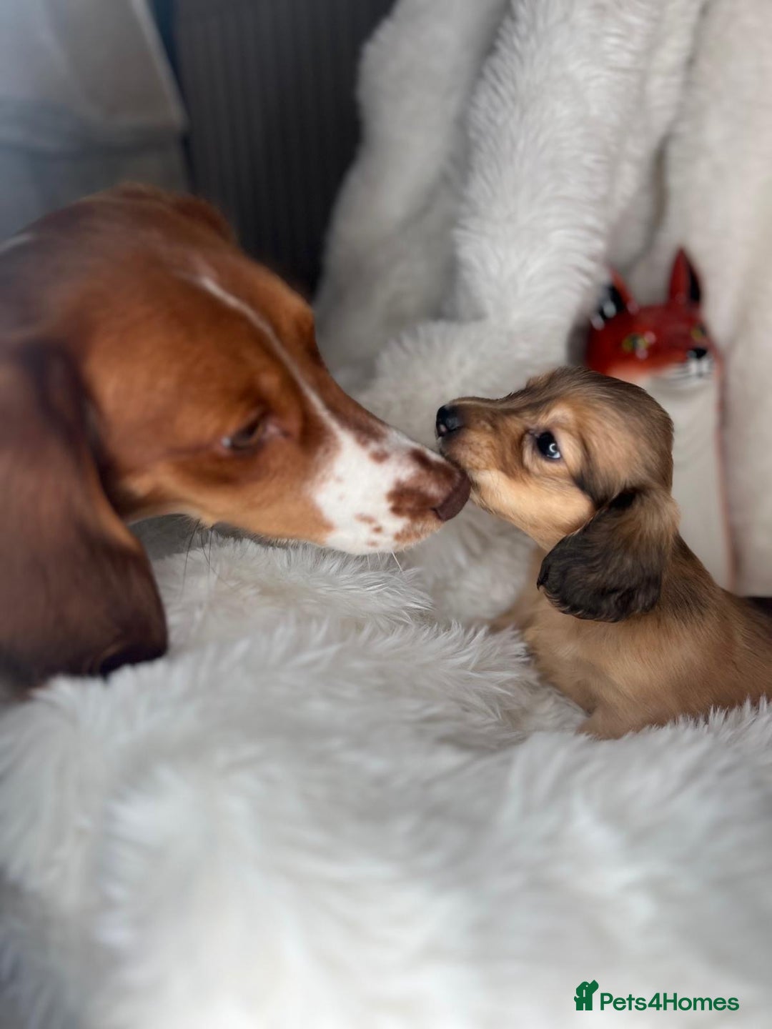 Dachshund dogs for sale: Cream (shaded) long haired dachshunds  - Image 12