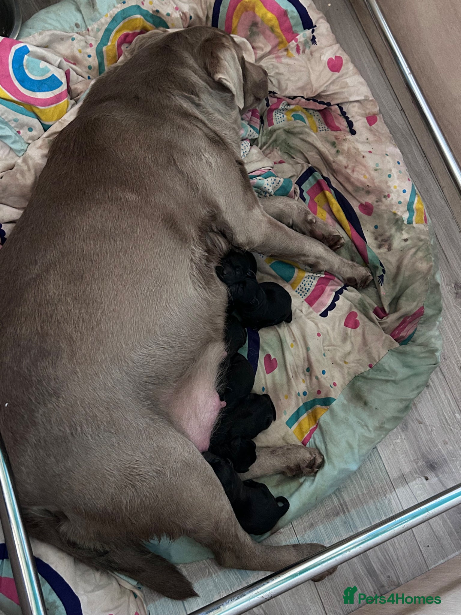 Labrador Retriever dogs Labrador puppies - Advert 1