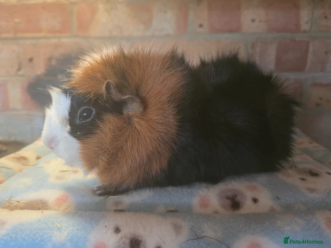 Guinea Pig rodents for sale: Two aby sows for sale - Advert 2