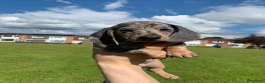 Dachshund Puppy 2