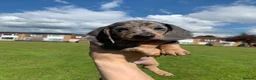 Dachshund dogs for sale: Dachshund puppies - Advert 4