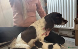 English Springer Spaniel dogs for sale: Beautiful springer spaniel puppies  - Image 6