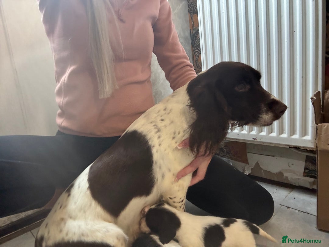 English Springer Spaniel dogs for sale: Beautiful springer spaniel puppies  - Image 6