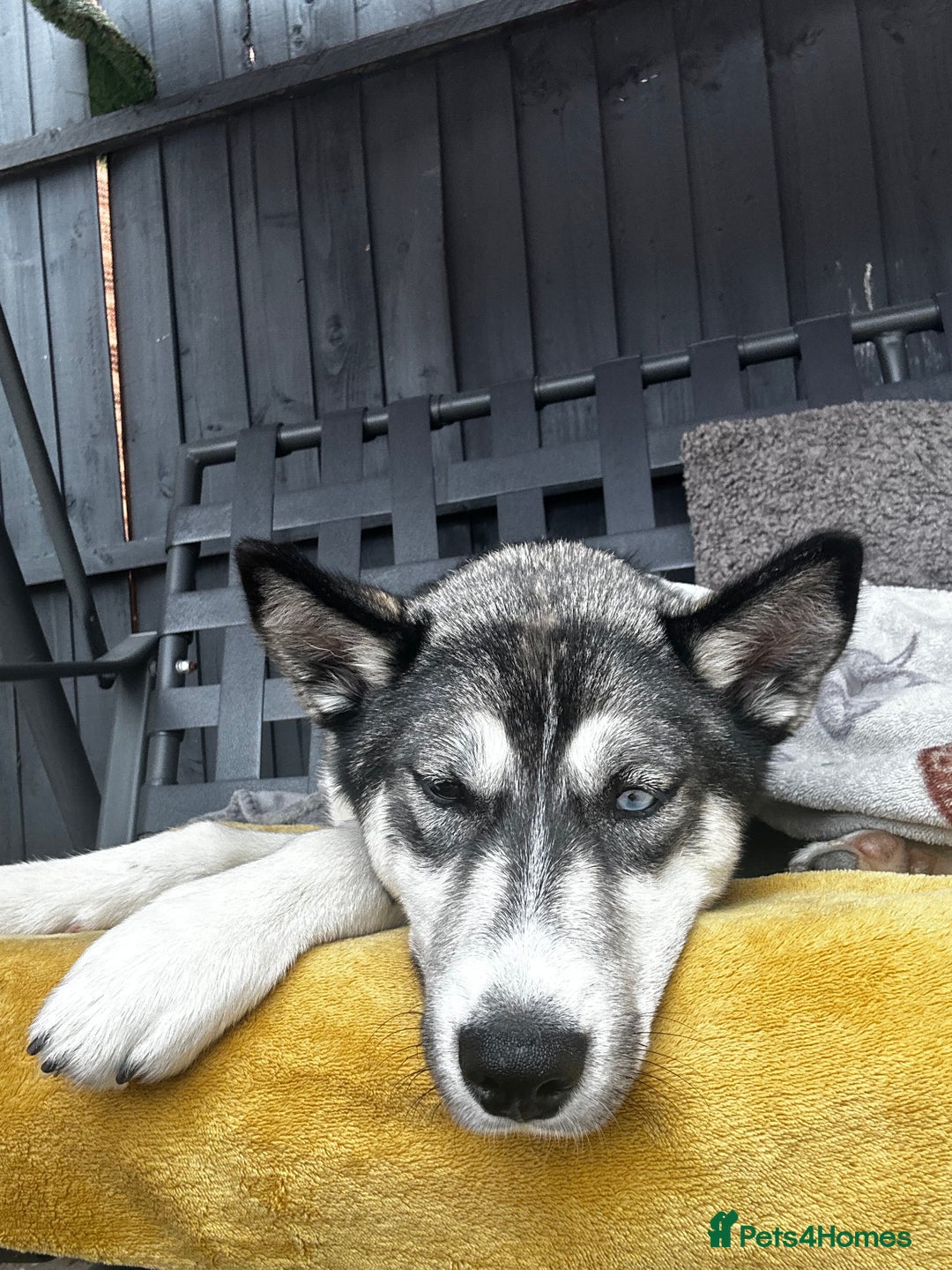 Siberian Husky dogs for sale: 6 month female husky  - Image 4
