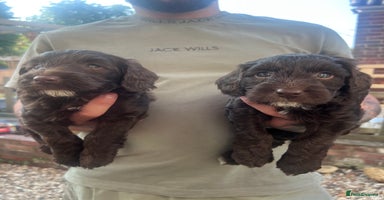 Cockapoo dogs - Advert 8