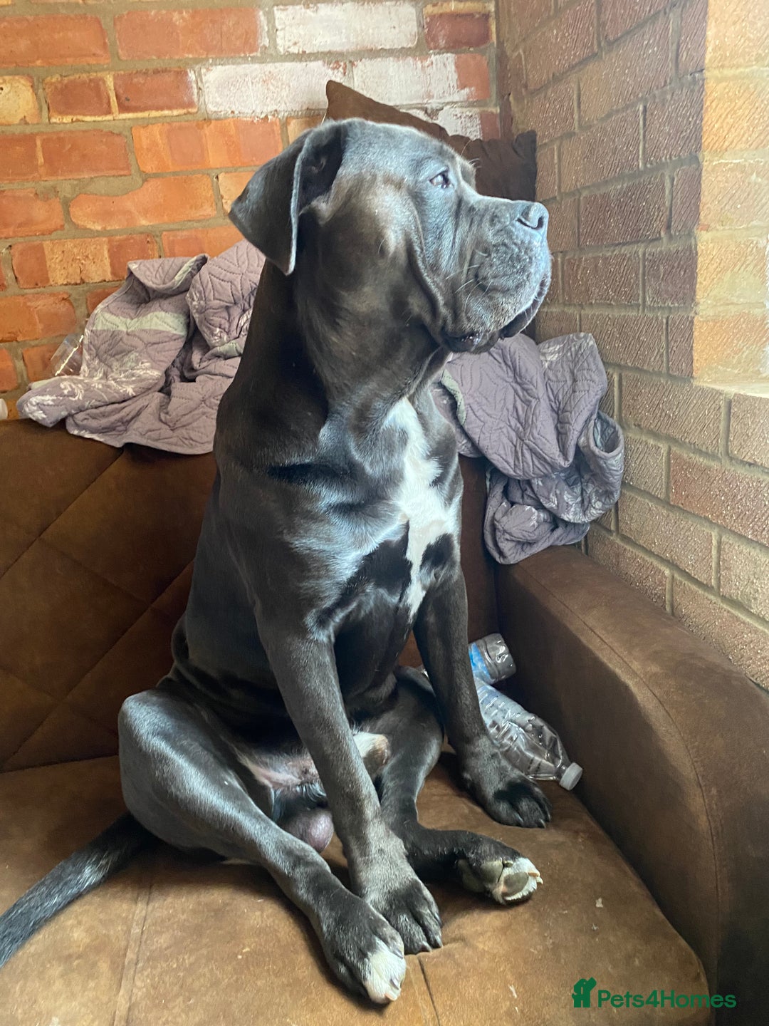Cane Corso dogs for stud: Blue cane corso 2 years and 4 months male - Image 2