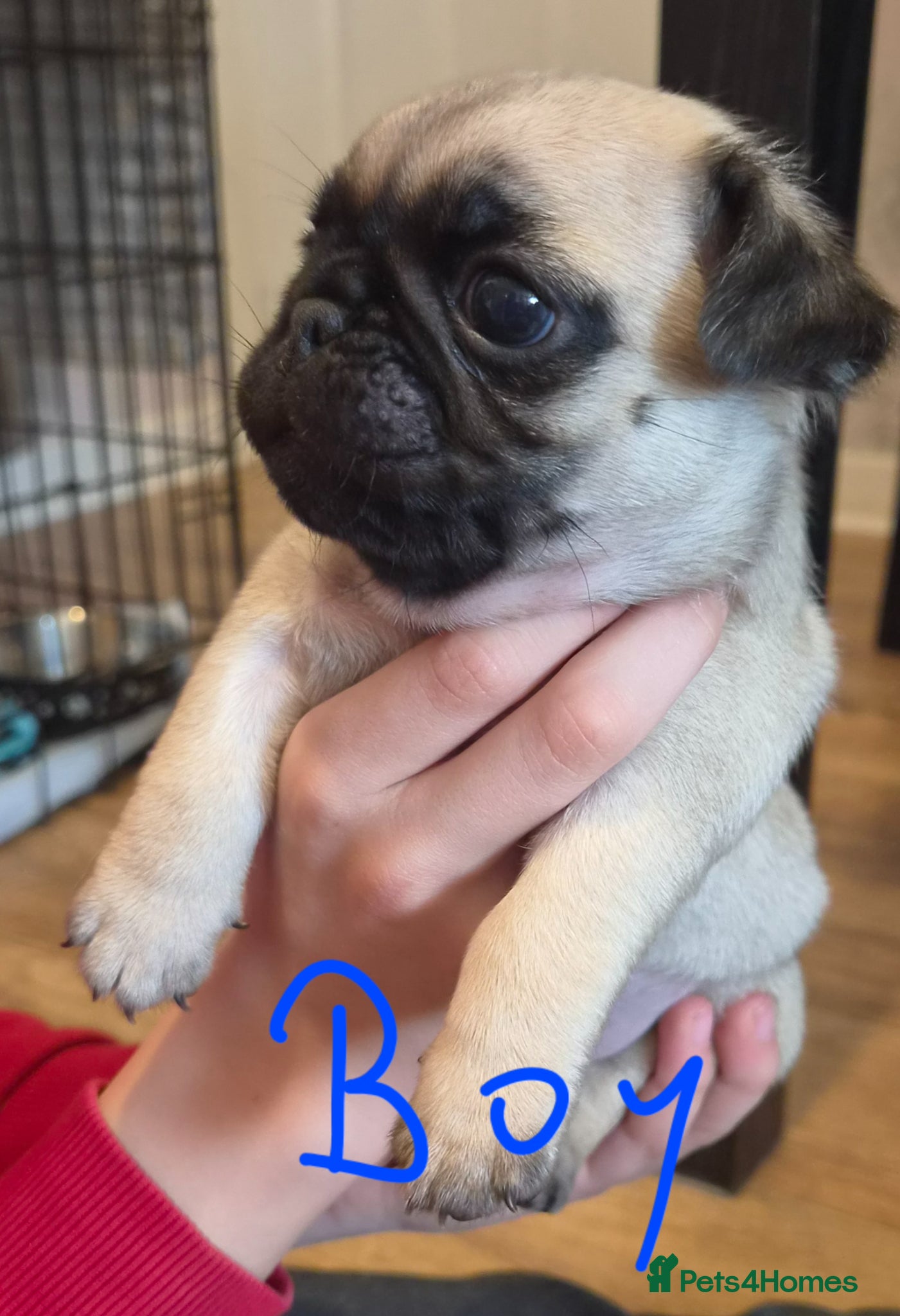 Pug dogs Pug puppies  - Advert 4
