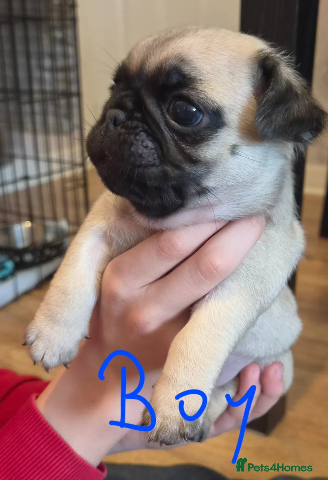 Pug dogs for sale: Pug puppies  - Advert 1