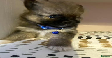 Pomeranian dogs - Advert 8