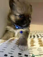 Pomeranian dogs - Advert 8