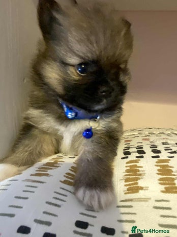Pomeranian dogs - Advert 4