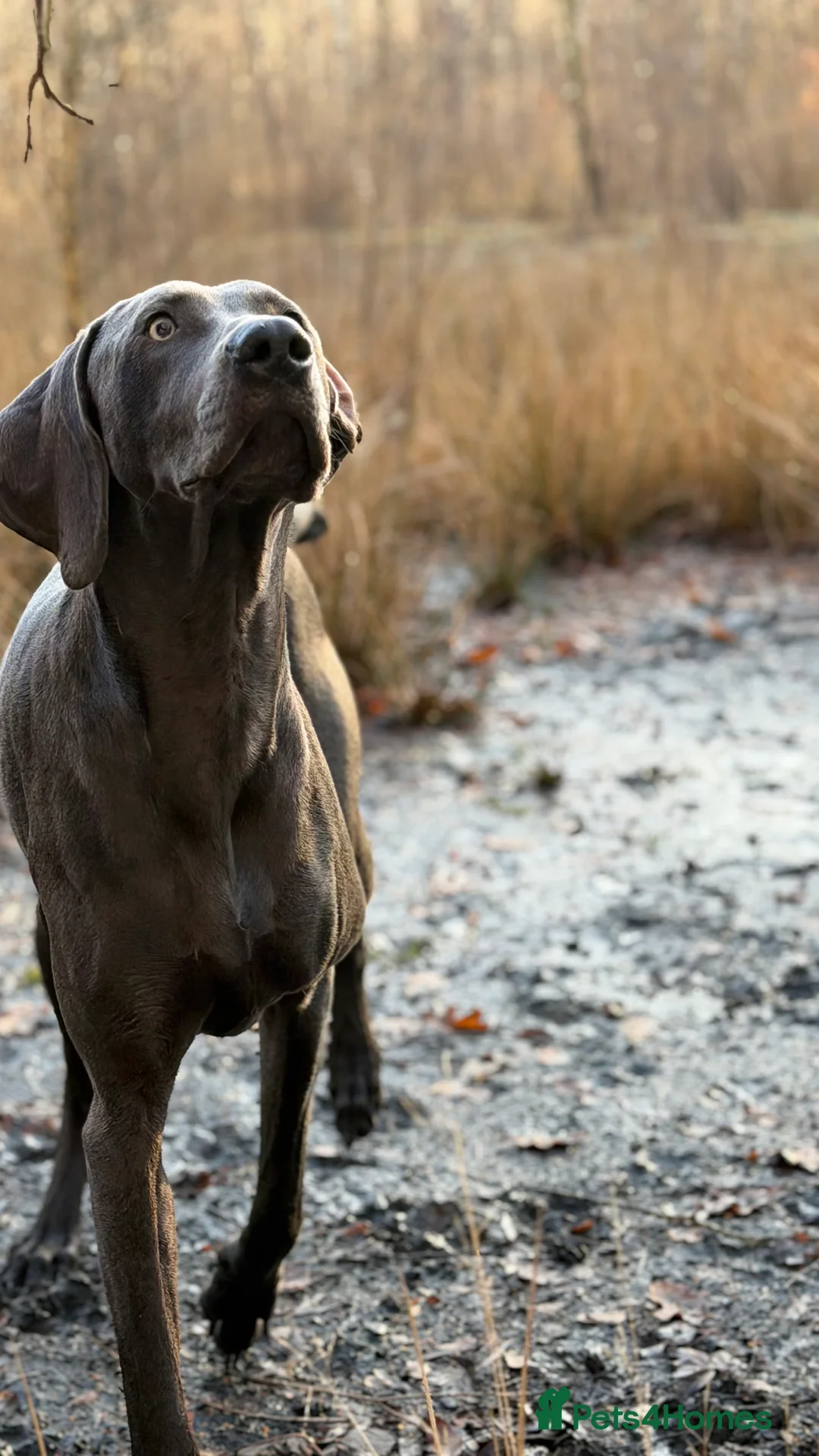 Mixed Breed dogs for sale: Vizmaraner puppies  - Advert 21