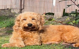 Cockapoo dogs for sale: Cockapoo f1b - Image 9